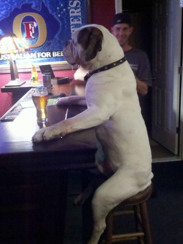 photo chien biere bar