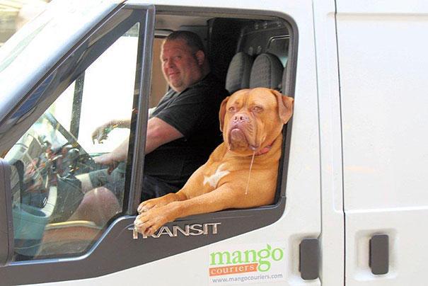 photo chien camionnette