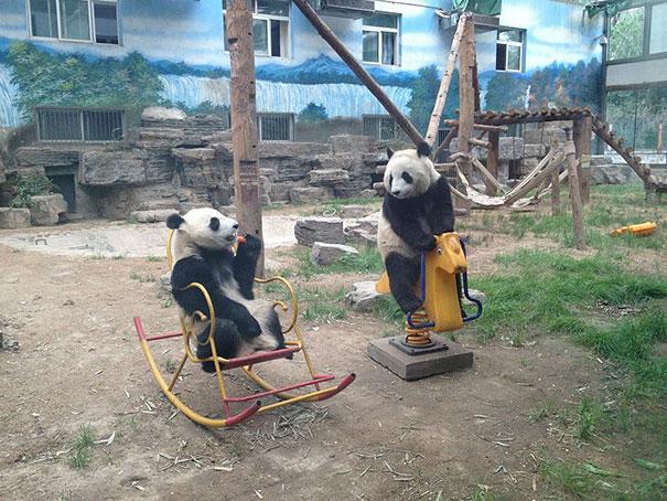 photo panda balancoire