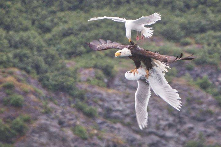 photo bataille aigles