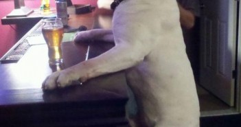 photo chien biere bar