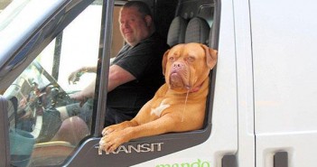 photo chien camionnette