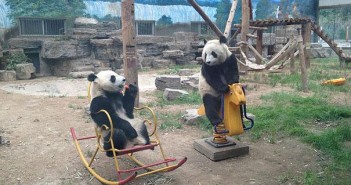 photo panda balancoire