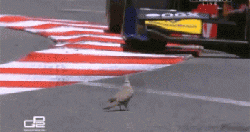 pigeon f1