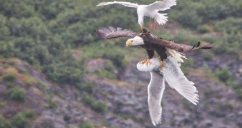 photo bataille aigles