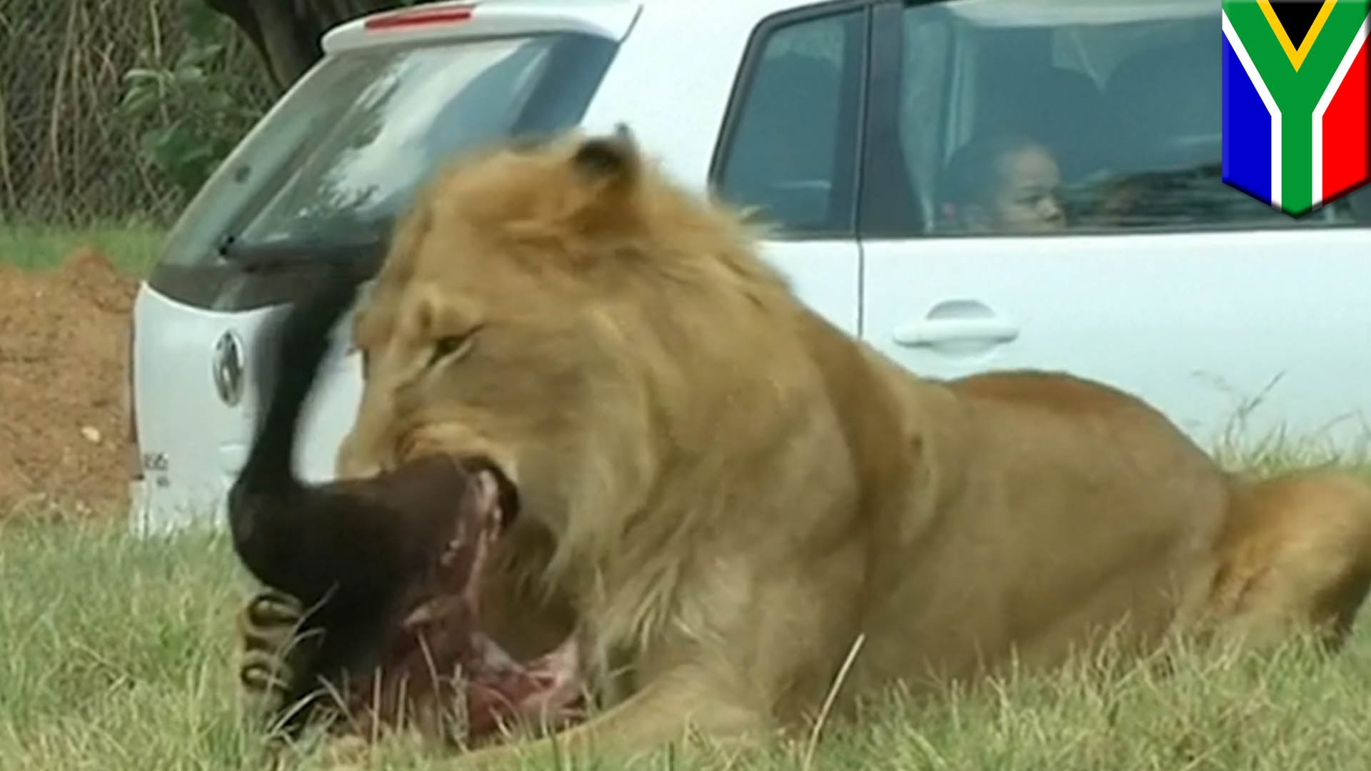 Un lion dévore une touriste lors d’un safari